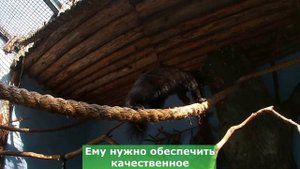 Соболь - не домашнее животное ⚡