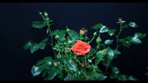 Timelapse Rose 4К.Orangerie (Kordes 2016)  Как распускается роза Оранжери (Флорибунда)