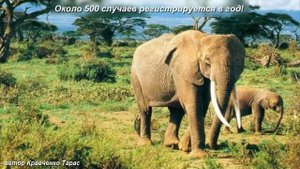 Самые опасные животные Мира! Топ 10 Самых опасных животных Мира!