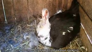 Утята индоутки — выращивание в домашних условиях