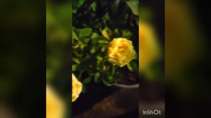 Capri Rose and Yellow Fairy Rose @my rose garden at night😍😘😊