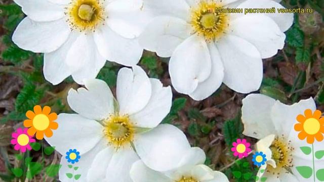 Дриада восьмилепестная. Краткий обзор, описание характеристик, где купить саженцы смотреть онлайн