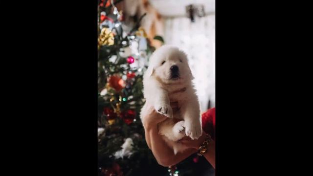 Щенки Мареммо-абруцкой овчарки смотреть онлайн