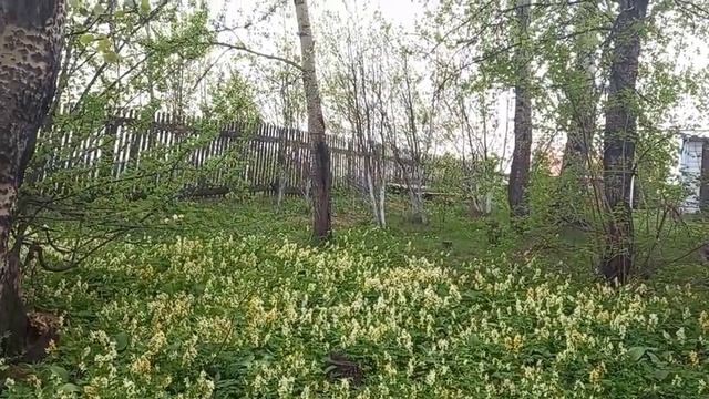 ПОКУПКИ, ЖАРА, ВИДЕО С ПРОДОЛЖЕНИЕМ смотреть онлайн