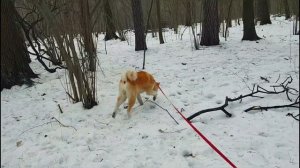 Стал Агрессивным?! Акита Ину ОДИН год.Чем кормим, характер, привычки.