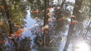 Красивые золотые рыбки в искусственном пруду
