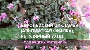 Регулярный уход. Европейский цикламен, Альпийская фиалка