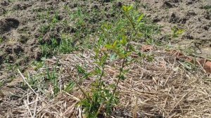 Персик Редхейвен. Не спеши выбрасывать дерево, даже если кажется,что оно погибло