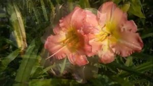 ЛИЛЕЙНИК (daylilies) -"однодневная красота"!!! Супер многолетник! Красивая музыка...