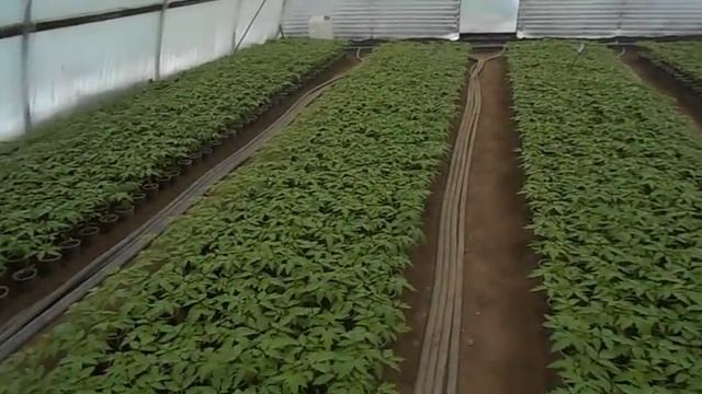 выращивание рассады томатов в теплицах