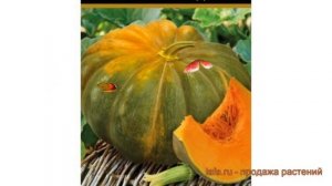 Тыква мускатная Мускаде Агро (muskade agro) ? обзор: как сажать, семена тыквы Мускаде Агро