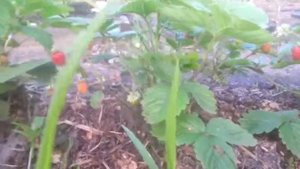 Земляника садовая ремонтантная мелкоплодная со вкусом лесной ягоды сорт Александрина