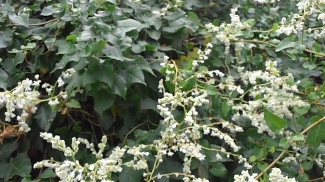 CORREQUETEPILLO: Fallopia Aubertii (www.riomoros.com)