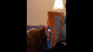 New Funny Animals ? Funniest Cats and Dogs Videos ??