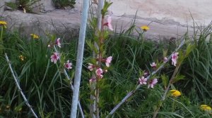 Канадский нектарин Харко: достоинства и недостатки