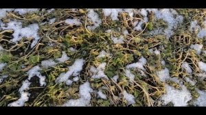 ????ГОРЧИЦА КАК СИДЕРАТ. СТОИТ ЛИ ИСПОЛЬЗОВАТЬ. ПОЛЬЗА И ВРЕД