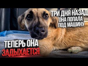Боне стало хуже после аварии.СРОЧНО везем ее в Ставрополь. Наконец повесили Баннер о пропаже Хаси.