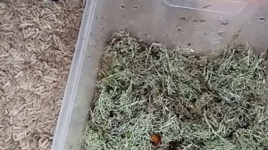 Отправка почтой зимой улиток? Продажа детям? Уход за улитками  #улитка #уборкаулиток