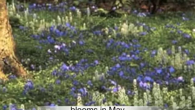 Tiarella cordifolia Foamflower смотреть онлайн