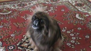 Собака поет - поющий пекинес