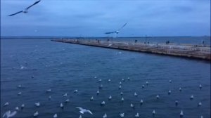 звуки чаек в замедленной съёмке как крики Птеродактилей)