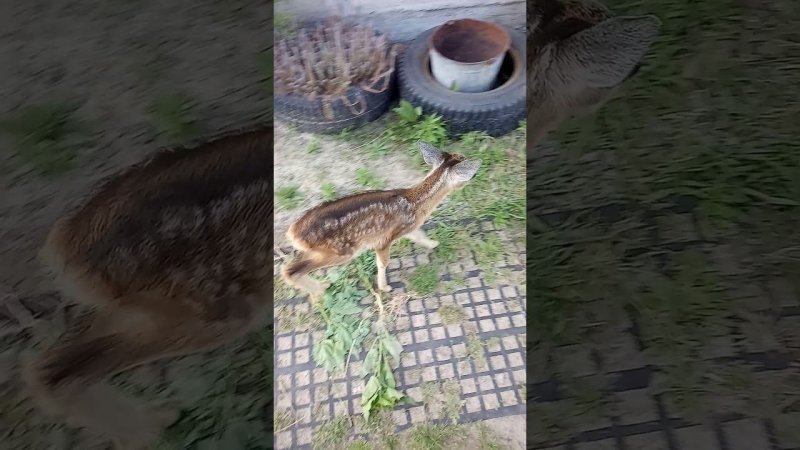 Семья из Воронежской области приютила оленёнка