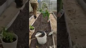 Опилки для отсыпки дорожек