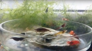 Креветки: какие листья любят и лучше едят - мой 2-х месячный тест (часть 1)