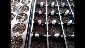 Как посеять много сортов помидор