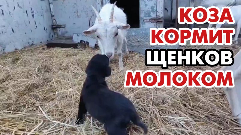 В Тихорецке коза по кличке Машка «усыновила» бездомных щенков