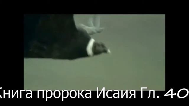Орлы. Орел. Кондор. Полет. Красиво.