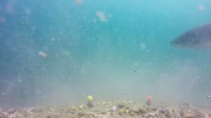 подводная съемка белый амур и карп-КЛЕВ