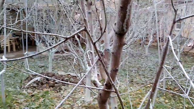 Персиковий сад. Осінь.Дерева не скидують листя.В чьому причини. Що робить. смотреть онлайн