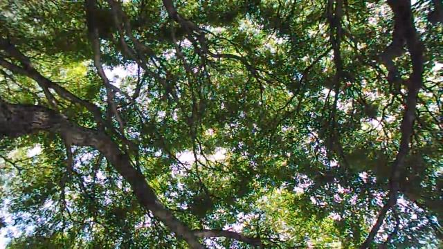 Волшебное Дерево на р. Крестовке смотреть онлайн