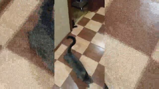 Дерет потолок, спит в тазике, делает кусь! Это все наш любимый кот Каспер и наша любимка Бэлла! смотреть онлайн