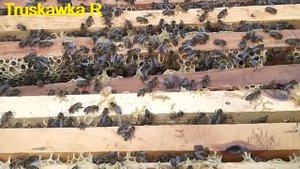 #Пчёлы. Некоторые семьи не носят #мёд. Как заставить их работать на нужном растении и приносить мёд