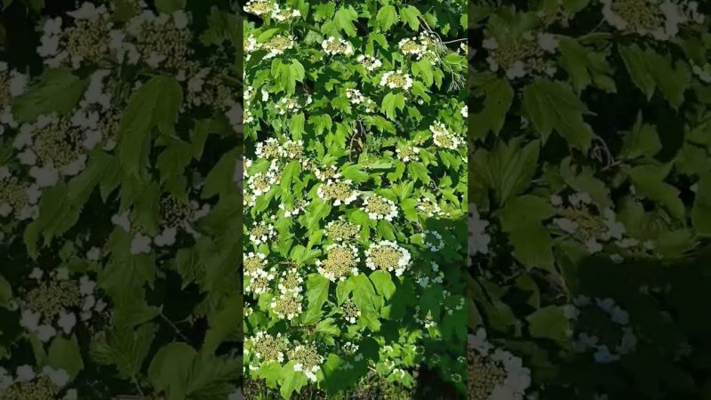 Калина обыкновенная. Что это: кустарник или же дерево?! Дачные будни .