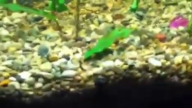 Algae in dirted tank смотреть онлайн