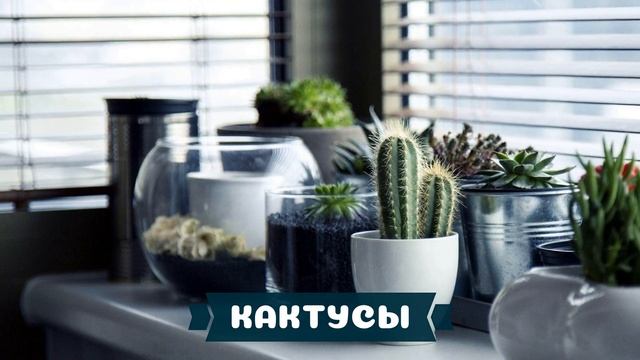 Комнатные растения для начинающих цветоводов