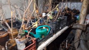 как сохранить черенки и саженцы винограда до весны  состояние на 27 12 23