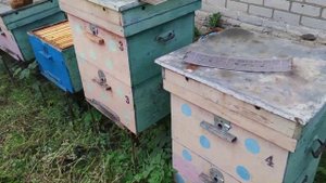 ПЧЁЛЫ ПОСЛЕ ПОДСОЛНУХА ОЧЕНЬ ПРОСЕЛИ ПОЧЕМУ???