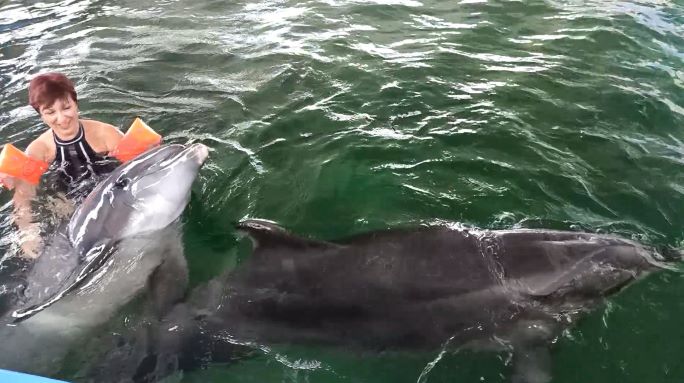 Крым. Поселок Курортное. Плаванье с дельфинами смотреть онлайн