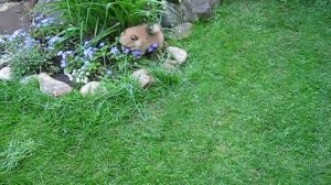 Померанские шпицы питомника "из Русского Двора"