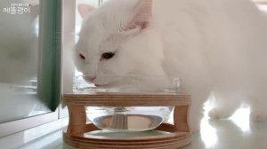 고양이 음수량 폭발하는 6가지 꿀팁 | 6 Tips to help your cat drink water