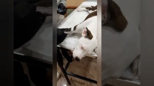 Купирование ушей у стаффа