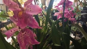 Покупка орхидей с выставки. Венерин башмачек, онсидиум, каттлея, камбрия, ванда, булбофиллум и др.