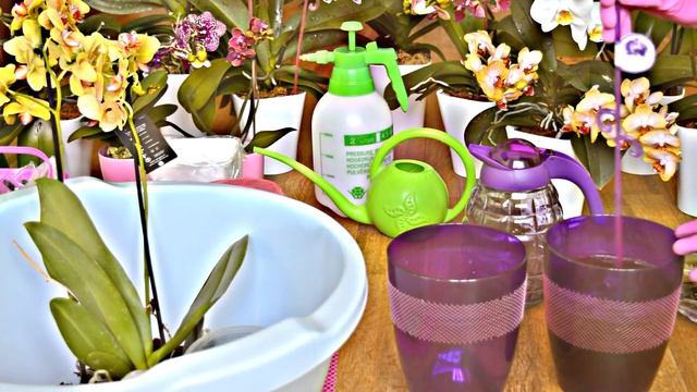 Корни орхидеи будут всегда ЗДОРОВЫ # ДЕЛАЙТЕ КАК Я смотреть онлайн