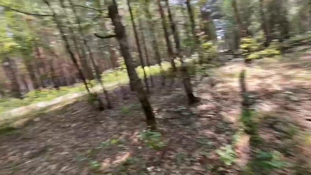 Прогулка в лесу за грибами/жульен из лесных грибов смотреть онлайн