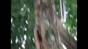 Сельская Жизнь Котеек.  Видео про Кошек и Собак, которые живут в деревне или на даче.