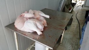 Разделка тушки индейки с помощью конуса для обвалки.